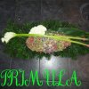 primula 1
